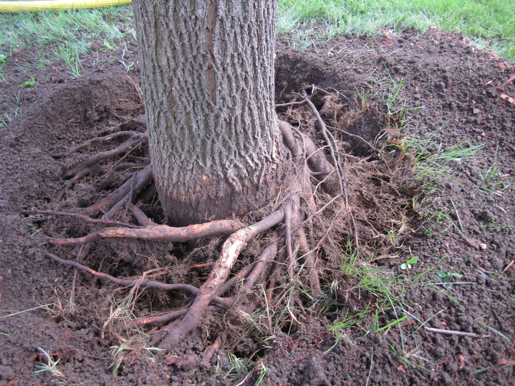 Roots circle around the base of a mature tree.