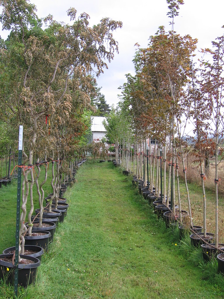 Container trees in rows are secured by wire attached to metal posts.