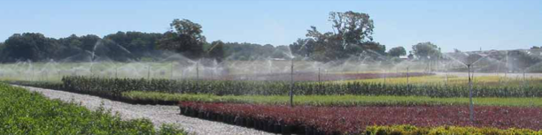 Overhead sprinklers spray water over container plants in a nursery