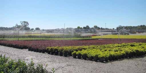 Overhead sprinklers spray water over container plants in a nursery