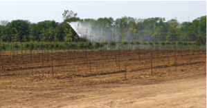 Overhead sprinklers spray water on a row of in-ground plant liners