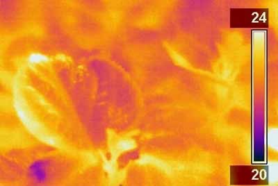 Infrared temperature readings