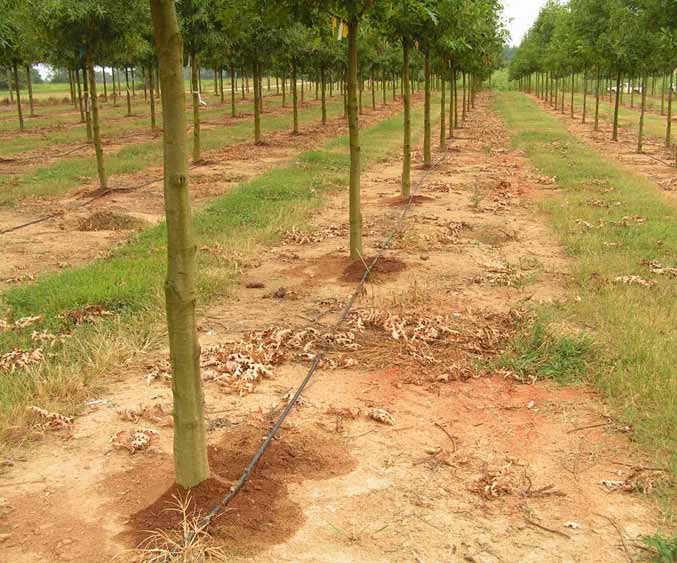 A row of trees growing in the ground with a black plastic tube running near the trunks