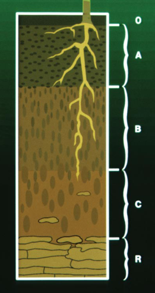 In Figure 4.1.4, a cross-section of a plant's root system through soil horizons shows O, A, B, C, and R horizons (top to bottom). A plant's root system spreads horizontally and down through the O and A horizons with dark humus and high soil organic matter content. The root system continues down and slightly out through the B horizon with soil that has less organic matter and a lighter brown color. A single root stretches into the bottom of B horizon and barely penetrates down into the C horizon where rocks are beginning to present. The R horizon at the bottom has turned to bedrock.