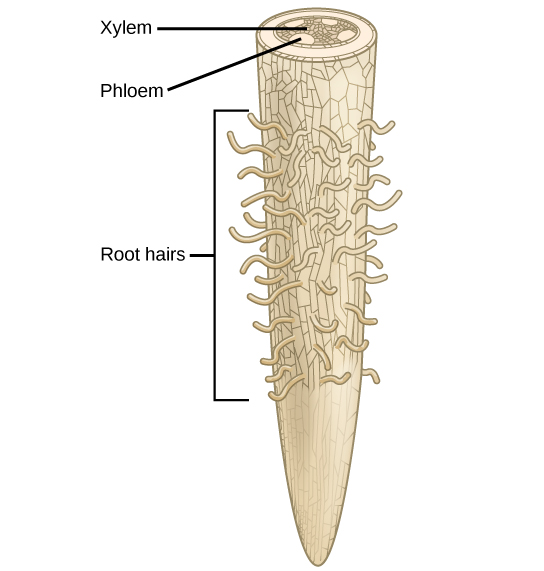 Figure 4.2.1 shows a piece of plant root that is wider at the top and a point at the bottom. Along the middle, there are root hairs that are responsible for taking in water. The top of the root shows a cros-section with the xylem and phloem labelled. The xylem is inside the root and responsible for transporting water to plant leaves from the root.