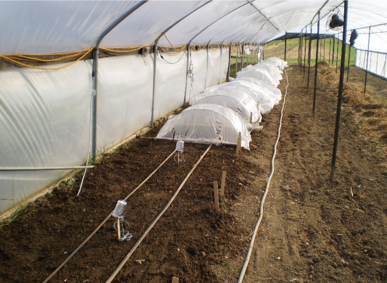 Plastic covered beds within a larger plastic covered structure