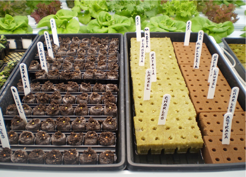 Trays of seeds started in a variety of growing media, such as peat plugs and rock wool.  Lettuce in the background.