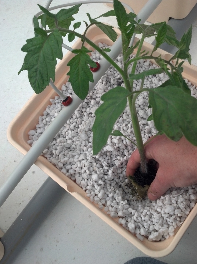 A tomato seedling growing in a plastic bucket containing white perlite growing medium