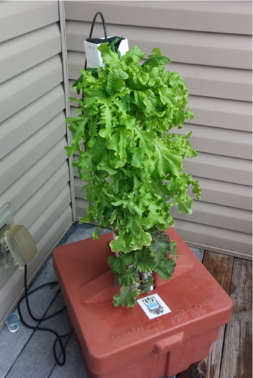 Lettuce growing on a plastic tower over a larger water reservoir