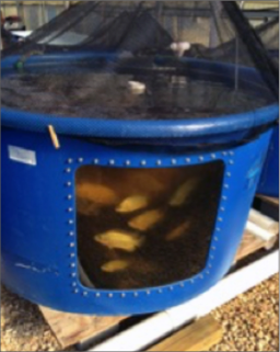 Tilapia fish swimming in a blue water reservoir in an aquaponic system