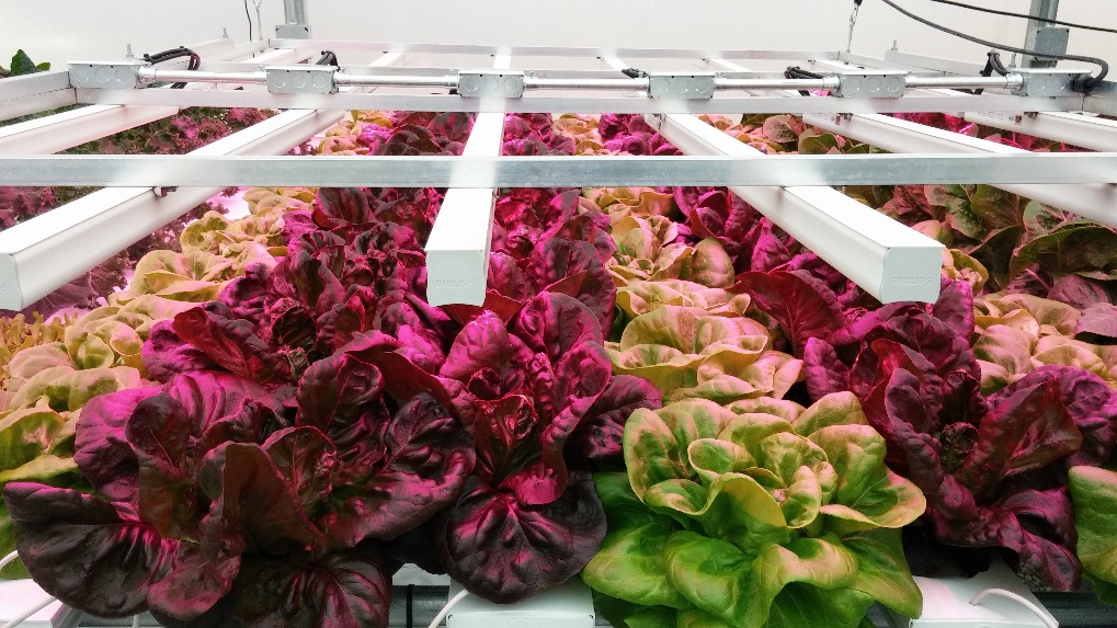 Red and green lettuce growing closely together under lights