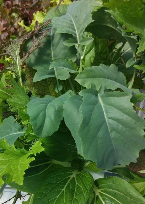 Mustard and kale leaves