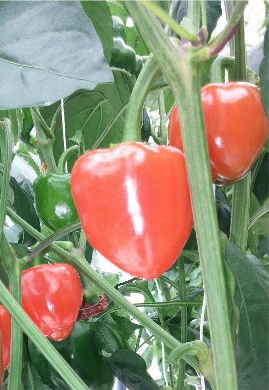 Red bell pepper growing on the plant