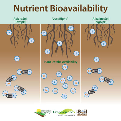 Phosphorous nutrient bioavailability is shown in relation to soil pH. In three sections, there various pH soils. On the left, there is acidic soil. Roots going down into the soil are holding a small amount of phosphorus because the acidic soil (low pH) allows phosphorus to react with iron and aluminum. In the middle, at the "Just Right" pH, nutrients are ready to be accessed in the soil, as seen by a health amount of phorphorus in the plant's root system. On the right, a small amount of phorphorus in the roots shows that a high pH (alkaline soil) allows phosphorus to react with calcium, leaving it unavailable for the plant.