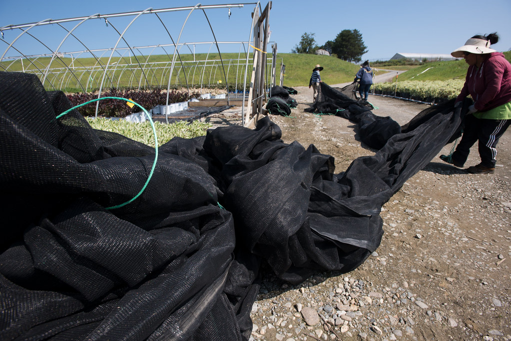 Nursery workers black shade cloth to cover the aluminum high tunnel frame