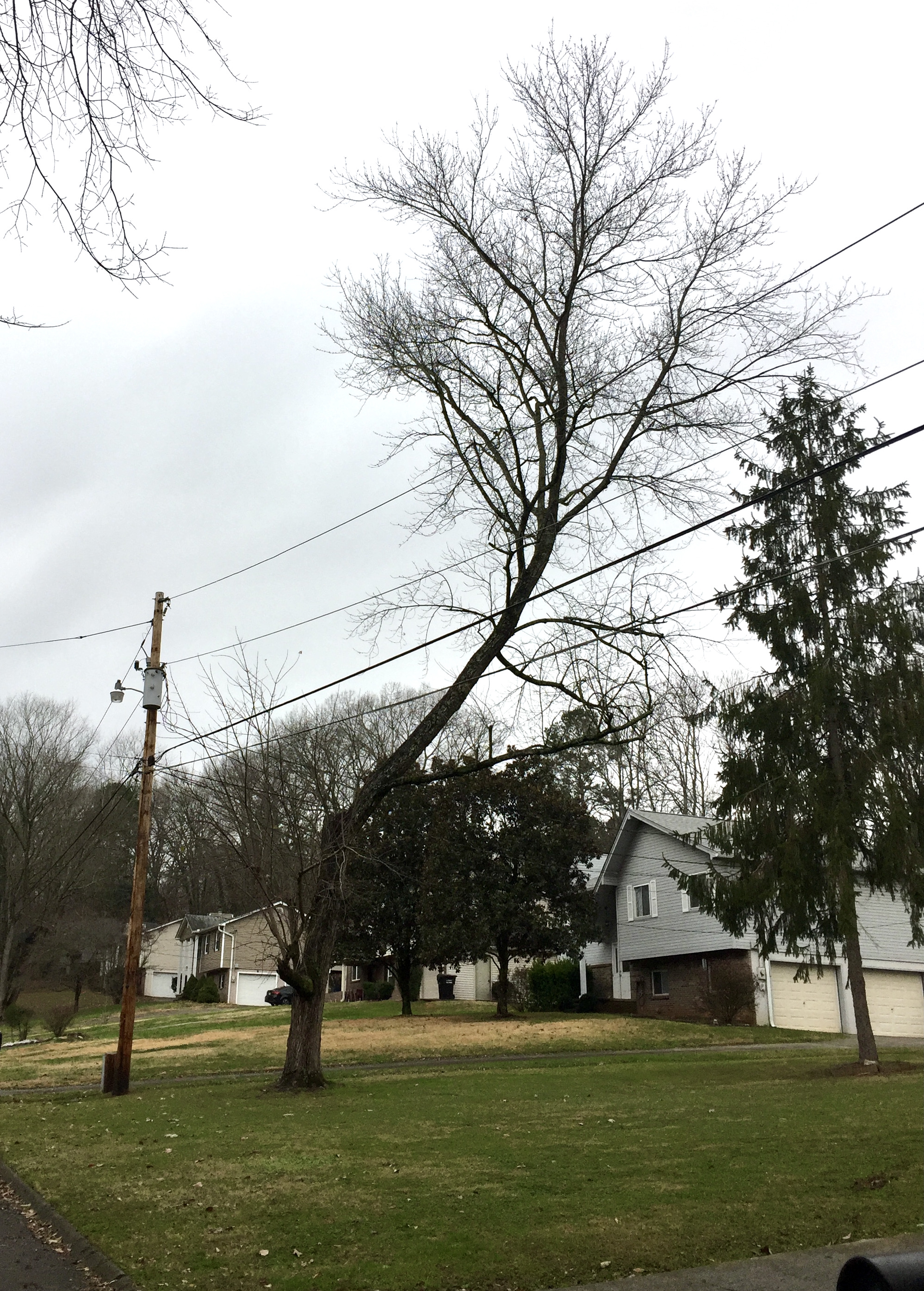 A large, lop-sided tree that has been pruned to grow away from utility lines