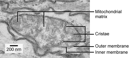 Figure 1.1.9. This electron micrograph shows a mitochondrion through an electron microscope. This organelle has an outer membrane and an inner membrane. The inner membrane contains folds, called cristae, which increase its surface area. We call the space between the two membranes the intermembrane space, and the space inside the inner membrane the mitochondrial matrix. ATP synthesis takes place on the inner membrane. (Credit: modification of work by Matthew Britton; scale-bar data from Matt Russell) 