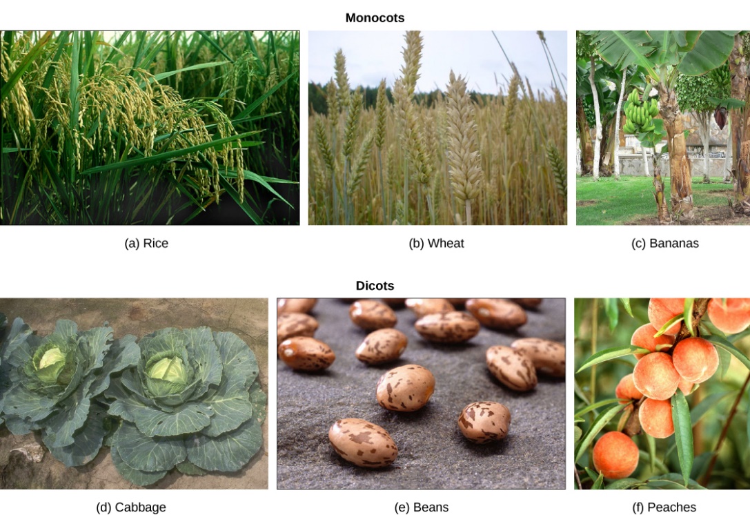 Figure 1.2.2. Monocot and dicot crop plants. The world’s major crops are flowering plants. (a) Rice, (b) wheat, and (c) bananas are monocots, while (d) cabbage, (e) beans, and (f) peaches are dicots. (credit a: modification of work by David Nance, USDA ARS; credit b, c: modification of work by Rosendahl; credit d: modification of work by Bill Tarpenning, USDA; credit e: modification of work by Scott Bauer, USDA ARS; credit f: modification of work by Keith Weller, USDA)