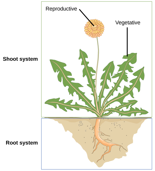 Figure 1.2.3. The shoot system of a plant consists of leaves, stems, flowers, and fruits. The root system anchors the plant while absorbing water and minerals from the soil.