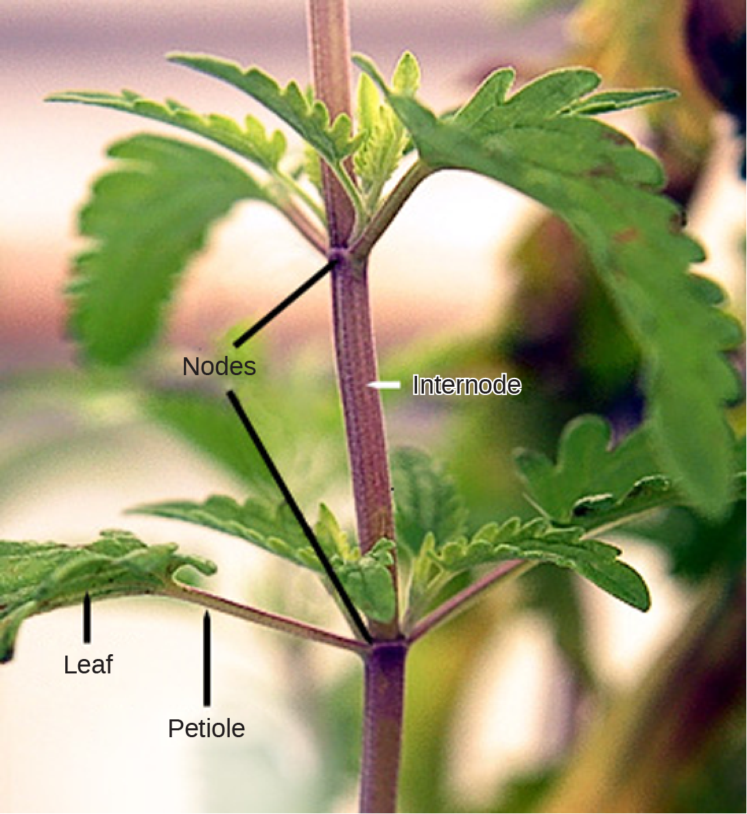 Figure 1.2.7. Leaves are attached to the plant stem at areas called nodes. An internode is the stem region between two nodes. The petiole is the stalk connecting the leaf to the stem. The leaves just above the nodes arose from axillary buds.