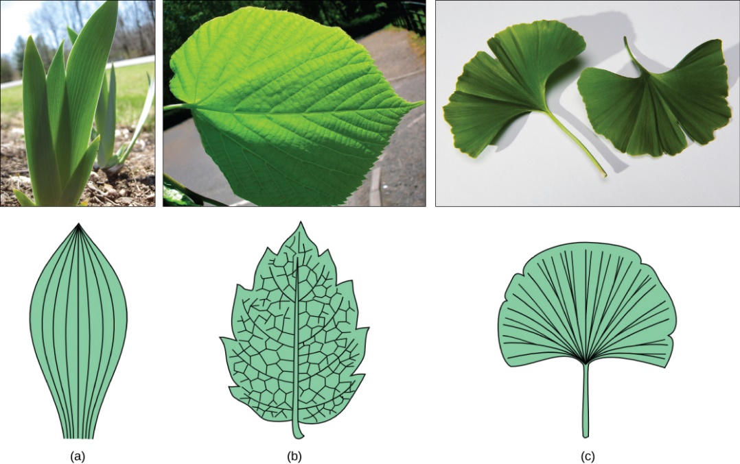 Figure 1.2.11. (a) Tulip (Tulipa), a monocot, has leaves with parallel venation. The netlike venation in this (b) linden (Tilia cordata) leaf distinguishes it as a dicot. The (c) Ginkgo biloba tree has dichotomous venation. (credit a photo: modification of work by “Drewboy64”/Wikimedia Commons; credit b photo: modification of work by Roger Griffith; credit c photo: modification of work by "geishaboy500"/Flickr; credit abc illustrations: modification of work by Agnieszka Kwiecień)