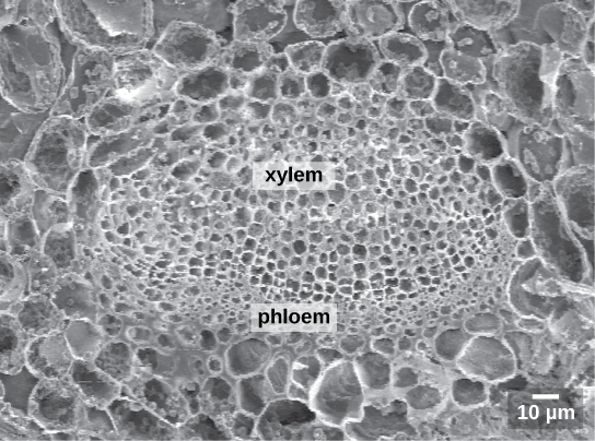 Figure 1.2.16. This scanning electron micrograph shows xylem and phloem in the leaf vascular bundle from the lyre-leaved sand cress (Arabidopsis lyrata). (credit: modification of work by Robert R. Wise; scale-bar data from Matt Russell)