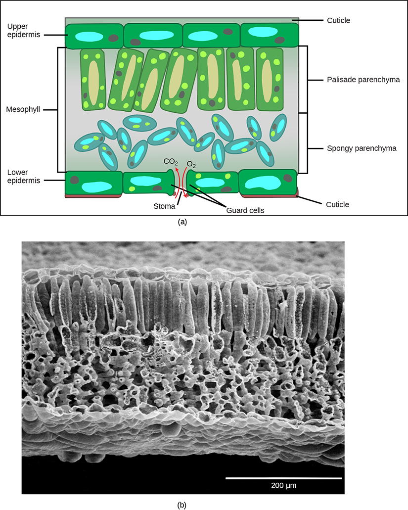 Figure 1.2.15. In the (a) leaf drawing, the central mesophyll is sandwiched between an upper and lower epidermis. The mesophyll has two layers: an upper palisade layer comprised of tightly packed, columnar cells, and a lower spongy layer, comprised of loosely packed, irregularly shaped cells. Stomata on the leaf underside allow gas exchange. A waxy cuticle covers all aerial surfaces of land plants to minimize water loss. These leaf layers are clearly visible in the (b) scanning electron micrograph. The numerous small bumps in the palisade parenchyma cells are chloroplasts. Chloroplasts are also present in the spongy parenchyma but are not as obvious. The bumps protruding from the lower surface of the leave are glandular trichomes, which differ in structure from the stalked trichomes in figure 2.14. (credit b: modification of work by Robert R. Wise)