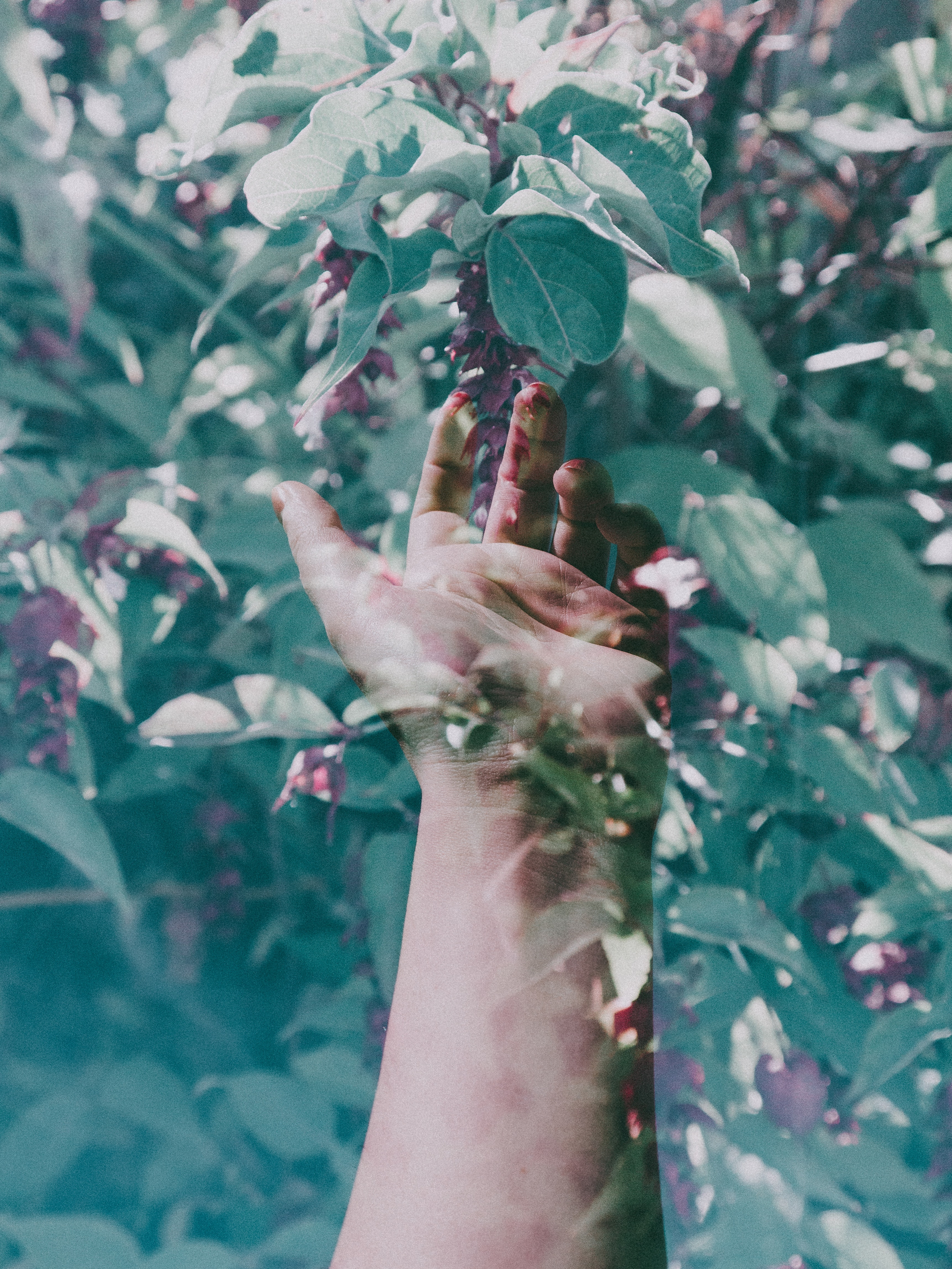 Photo of a hand reaching out overlapping a photo of nature and plants