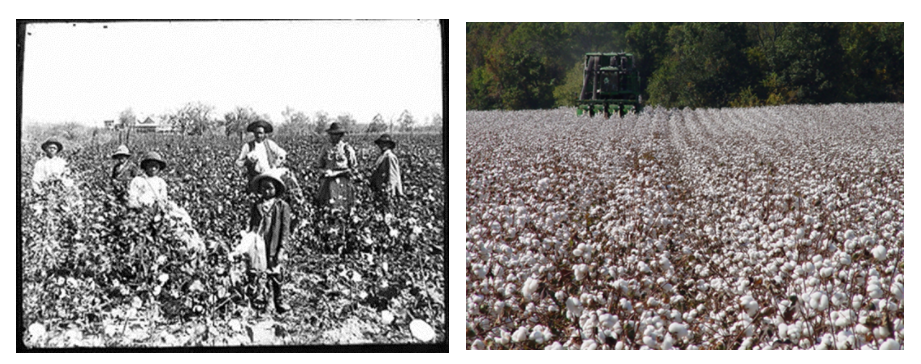 Left has 7 slave picking cotton, right has a tractor in the cotton field.