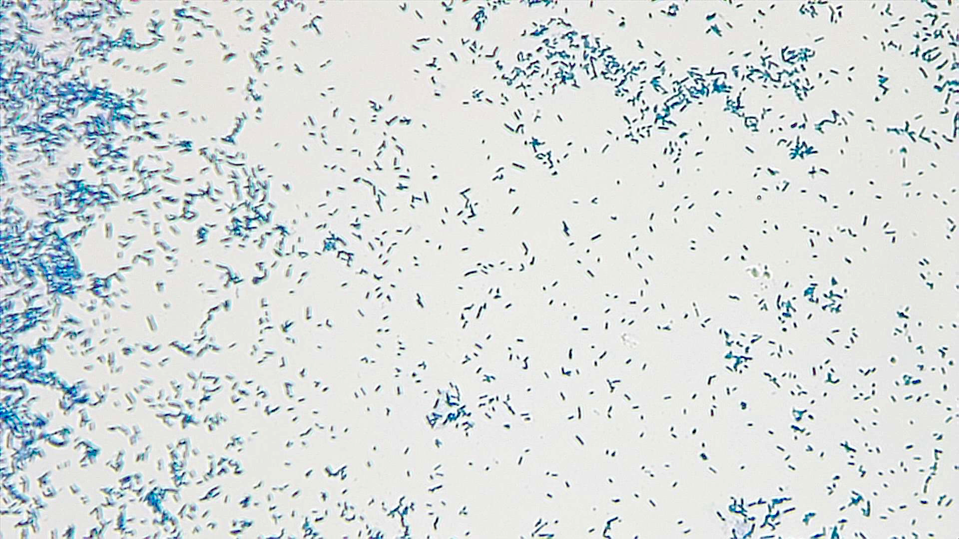 White background with about 1000 small, blue, rod-shaped Escherichia coli cells scattered across.