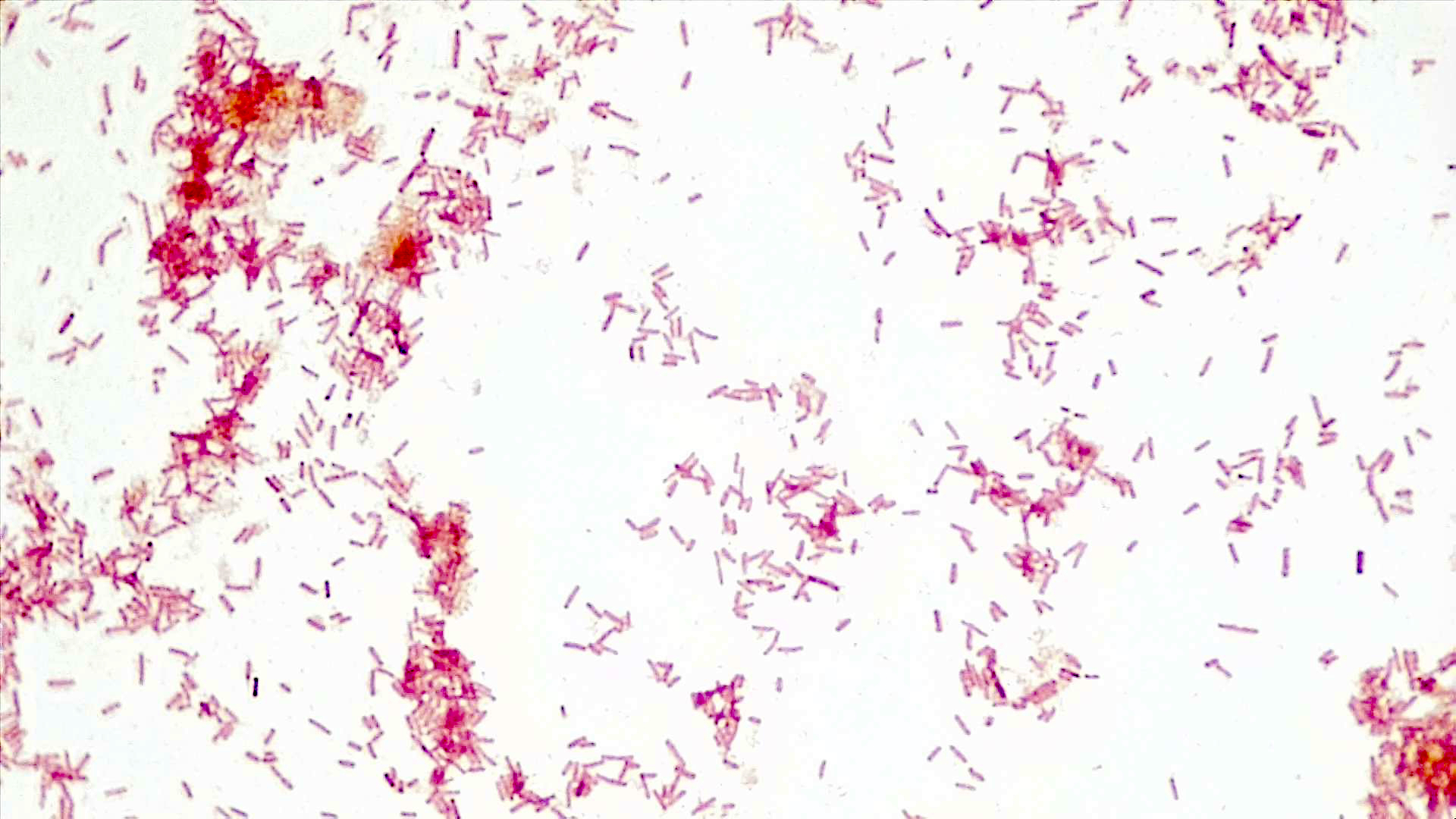 White background with about 100 small, red, rod-shaped Escherichia coli cells scattered across.