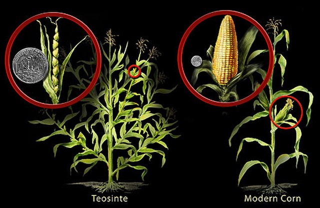A figure comparing teosinte on the left and modern corn on the right; each includes a close up of the ear beside a US quarter coin for comparison