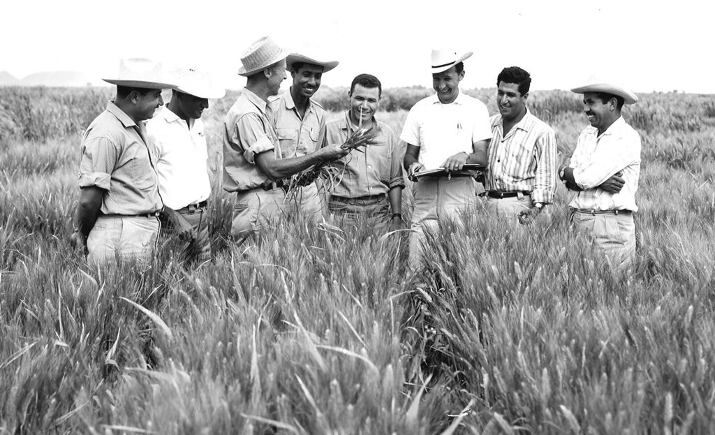 Eight men comparing grains in a field