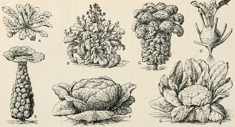 Line drawings of several Cole Crops