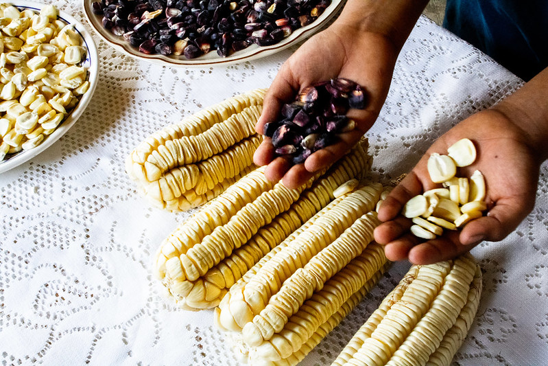 A table with a bowl of white corn kernels and a bowl of red corn kernels, three ears of white corn, and two hands - one holding red corn kernels, the other holding white