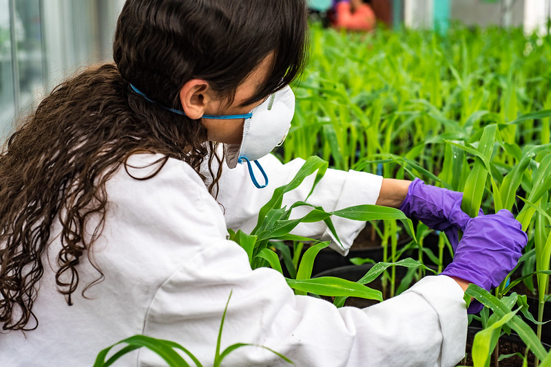 A person in a white coat and a mask examines a corn leaf
