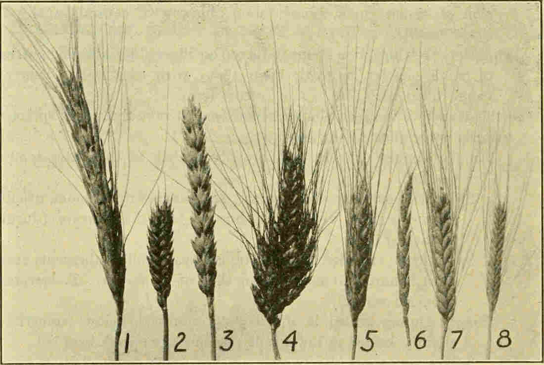 A comparison of various sized grains of wheat, with larger grains on the left and smaller on the right