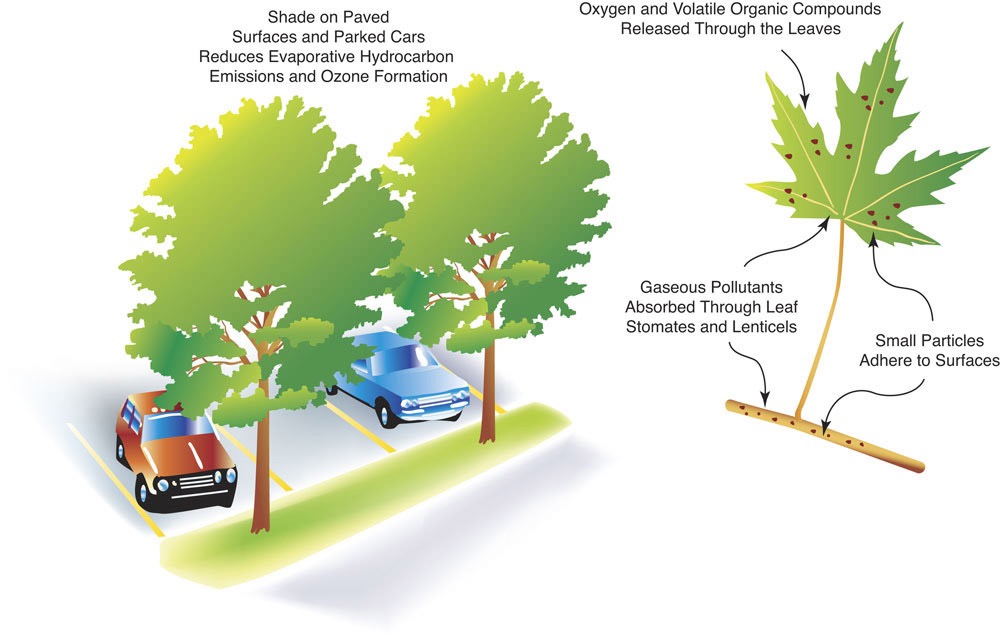 On the left is a drawing of two trees with a red SUV parked below one and a blue car parked below another.  On the right is a diagram of a leaf.