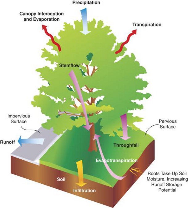 A diagram of a tree that highlights how trees impact the movement of water in the landscape