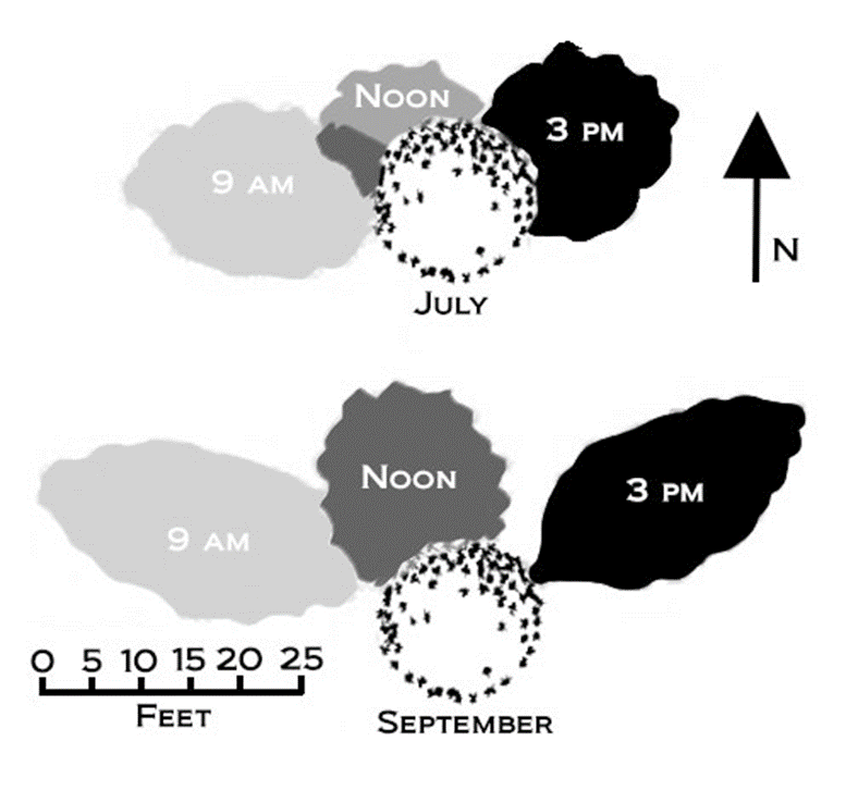 At the top is a diagram of the shade patterns of a tree in July.  The 9am shadow leans toward the left, noon shadow leans above the tree, and the 3pm shadow leans to the right. The bottom is a diagram showing the shade patterns of a tree in September.  The shadow directions are the same as above, but the shadows themselves are longer.