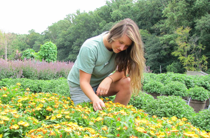 A person kneels in among yellow flowers in a potted plant nursery.  Green potted plants and purple flowering plants are in the background.