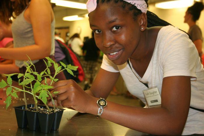 A girl working in a classroom removes graft clips from tomato plants