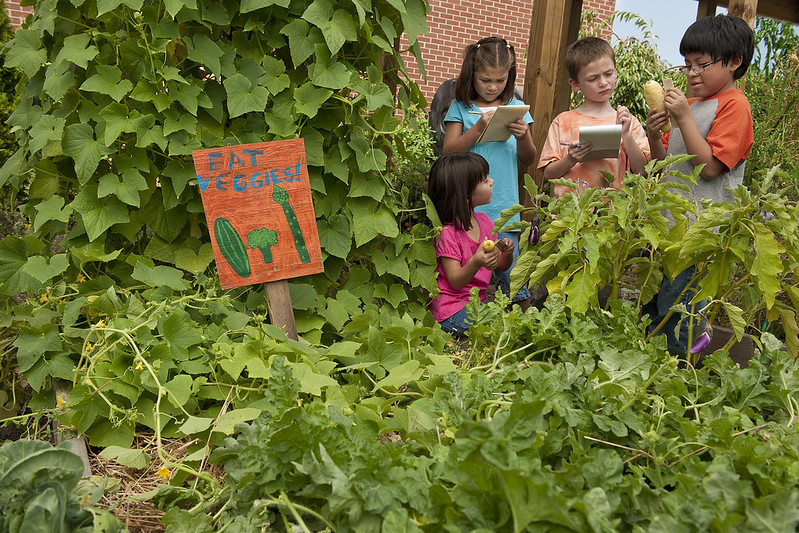 Four children in a green vegetable garden.  Two children are measuring vegetables while two children record observations.