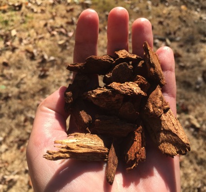 A hand holding 1-inch to 2-inch chunks of bark