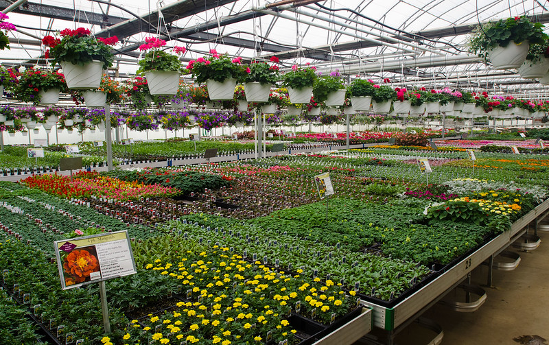 A greenhouse with tables full of colorful bedding plants and flowers growing in hanging baskets about