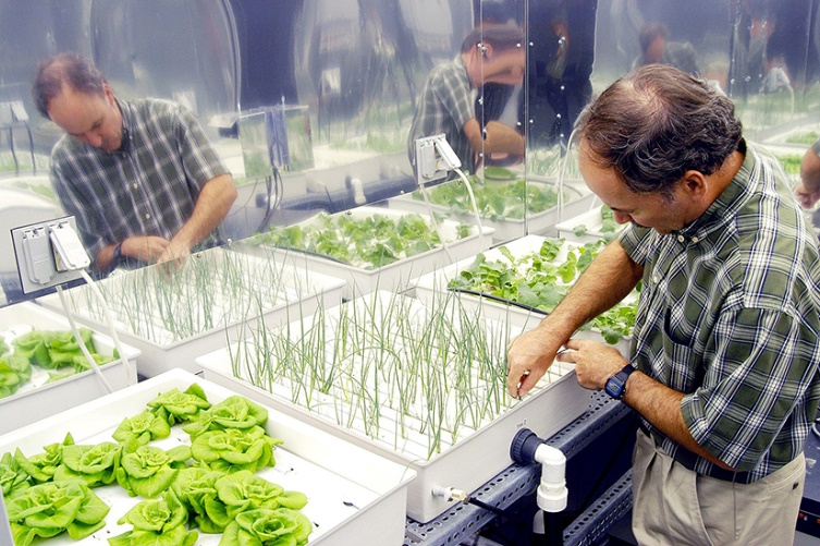 A man inspects onions growign in a white, square container resting on a tabletop with a pipe coming out of the side.  Lettuce is growing in similar boxes on the same table.