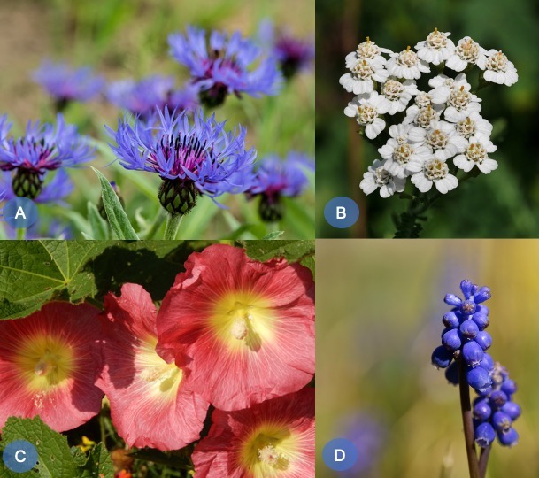 Four flowers arranged for comparison.  In the top left corner (A) are flat, blue flowers.  The top right corner (B) has flat, white flowers.  The bottom right corner (C) has a spike of blue flowers.  The bottom left corner (D) has large pink flowers.