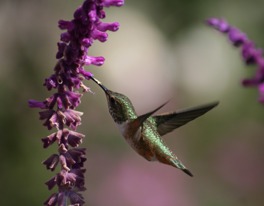 Figure 3.1.8 Hummingbirds have adaptations that allow them to reach the nectar of certain tubular flowers. Credit: Lori Branham.
