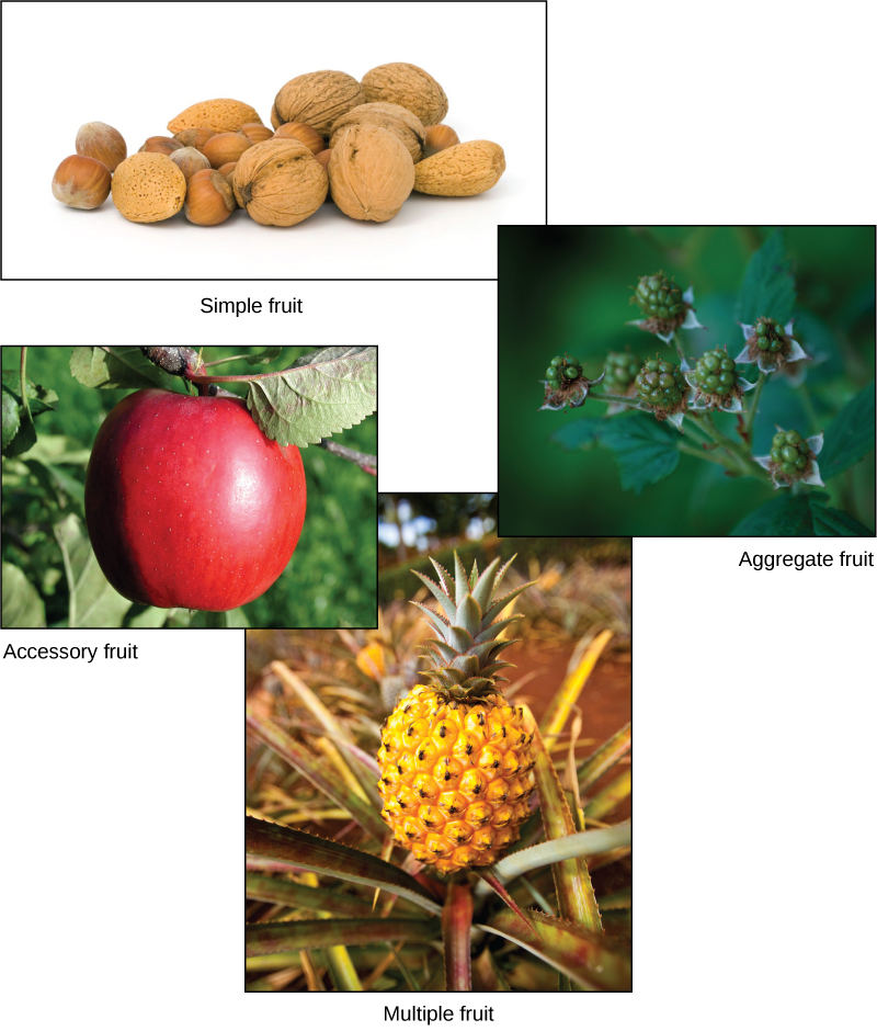 Figure 3.1.15. There are four main types of fruits. Simple fruits, such as these nuts, are derived from a single ovary. Aggregate fruits, like raspberries, form from many carpels that fuse together. Multiple fruits, such as pineapple, form from a cluster of flowers called an inflorescence. Accessory fruit, like the apple, are formed from a part of the plant other than the ovary. 