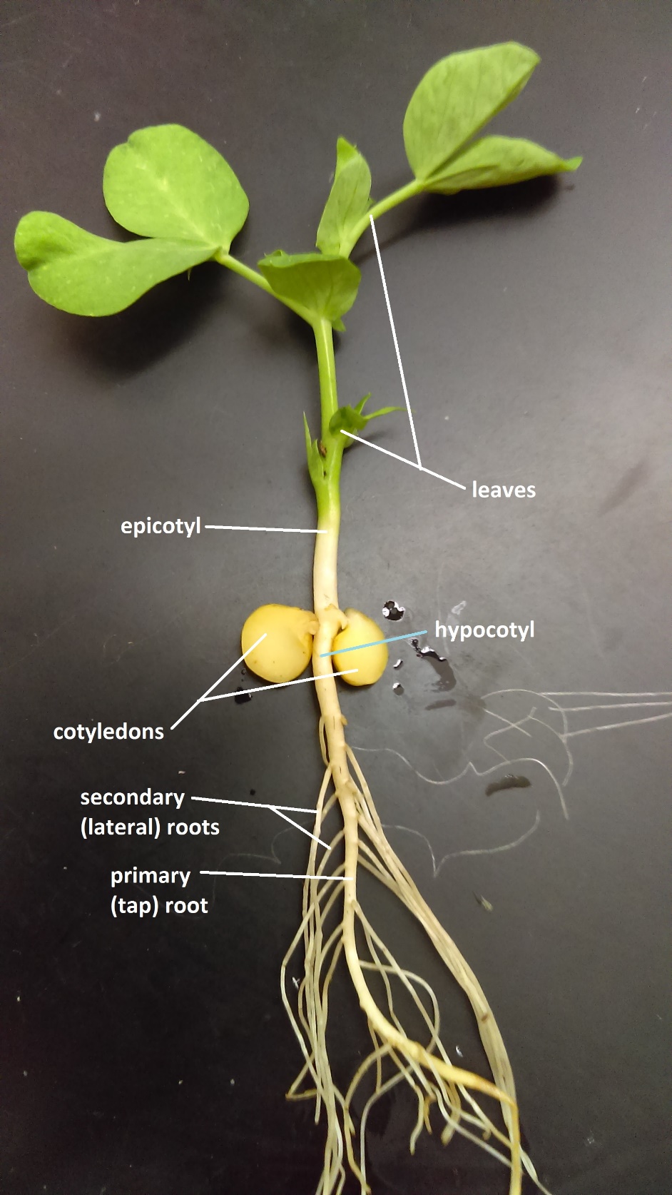 Figure 3.1.21. A germinated pea seedling. Peas a hypogeous eudicots. The hypocotyl never elongates, and the cotyledons remain below ground. The green and white epicotyl has elongated, giving rise to true leaves, and the cotyledons remain belowground. These true leaves are compound (are composed of smaller leaflets). This seedling has been uprooted and washed, but everything below the epicotyl was belowground. The hypocotyl is the short segment of stem between the cotyledons and roots. It never elongated enough to push the cotyledons above the ground. There is a central, thick root called the primary (tap) root. The roots that branch form it are secondary (lateral) roots. 